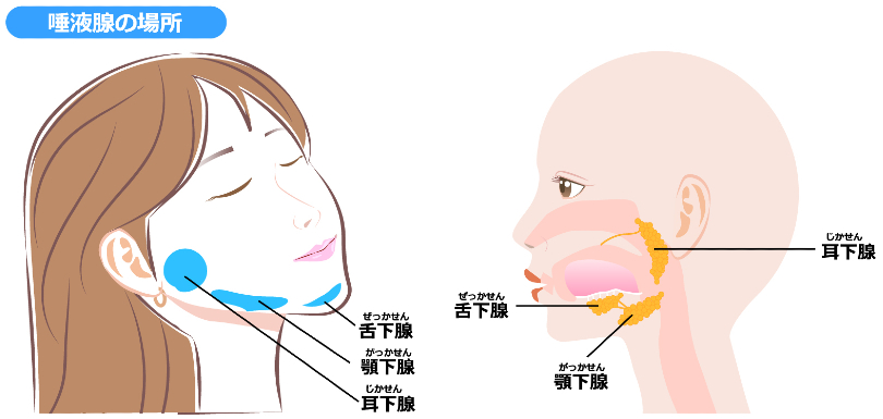 唾液腺マッサージ2【リスセラ】